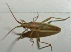 Stenodema trispinosum Stenodema trispinosum